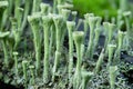 Detail of small bizarre mushrooms