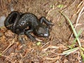 Detail of a small black salamander Royalty Free Stock Photo