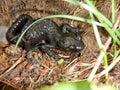 Detail of a small black salamander Royalty Free Stock Photo