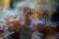 small clownfish Amphiprioninae, swimming among the corals, it is orange with black and white stripes