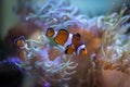 small clownfish Amphiprioninae, swimming among the corals, it is orange with black and white stripes