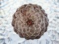 Detail Of A Small Dried Pine Cone