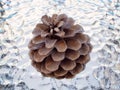 Detail Of A Small Dried Pine Cone On Glass Plate