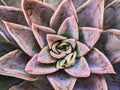 Detail of Small Echeveria Succulent Plant, Grey Pink Petals