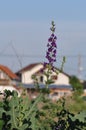 Forking Larkspur Consolida regalis