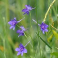 Forking Larkspur Consolida regalis