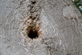 Detail of a small hole in a wood skin