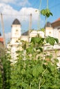 Detail of small hop field in Zatec town. Royalty Free Stock Photo
