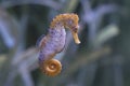 Detail of the small longsnout seahorse