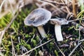 Detail of small mushrooms found in a Mediterranean forest in autumn  out of focus background with narrow depth of field Royalty Free Stock Photo