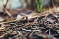 Detail of small mushrooms found in a Mediterranean forest in autumn, out of focus background with narrow depth of field Royalty Free Stock Photo