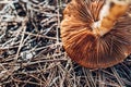 Detail of small mushrooms found in a Mediterranean forest in autumn, out of focus background with narrow depth of field Royalty Free Stock Photo