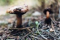 Detail of small mushrooms found in a Mediterranean forest in autumn, out of focus background with narrow depth of field Royalty Free Stock Photo