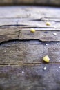 Breadcrumbs on a wood Royalty Free Stock Photo