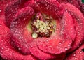 Detail of small red rose with water drops on petals, macro photography of nature Royalty Free Stock Photo