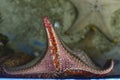 Detail of small red suckers of orange starfish arm when sea star is out of water Royalty Free Stock Photo