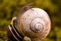 Detail of a small snail moving on another snail shell. Royalty Free Stock Photo