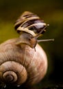 Detail of a small snail moving on another snail shell.