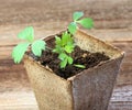 Young lovage seedling, lat. Levisticum officinale