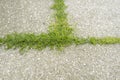 detail of small weeds growing between pieces of paving stones Royalty Free Stock Photo