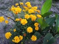 Small yellow flower