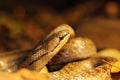 Detail of smooth snake in autumn forest ground Royalty Free Stock Photo