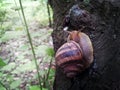 Detail snail run to the top.