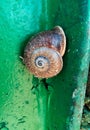Detail of snail shell and Fibonacci spiral pattern