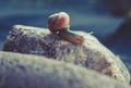 Snail on stone