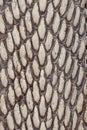 Detail of snake skin belt. A close up of a belt of the most venomous snake King cobra on Bali island in Indonesia. Product from Royalty Free Stock Photo