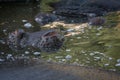 Detail of the snout of a submerged hippo Royalty Free Stock Photo