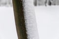 Detail of the snow on a tree trunk Royalty Free Stock Photo