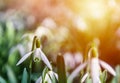 Detail of snowdrop flower with strong sun lght. Spring background