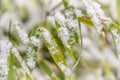 Detail of snowflakes on bamboo leaves. Nature in winter Royalty Free Stock Photo