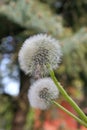 Detail of a `Soffione`, Italian name of the seeds of the Dandelion plant