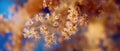 Detail of a soft coral Royalty Free Stock Photo