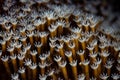 Detail Soft Coral Polyps Royalty Free Stock Photo