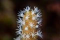 Detail of Soft Coral Polyps Royalty Free Stock Photo