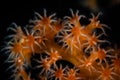 Detail of Soft Coral Polyps in Tropical Pacific Royalty Free Stock Photo
