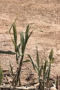 Detail of some Arundo donax of little time