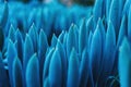 Detail of some blue leaves of kleinia mandraliscae Royalty Free Stock Photo