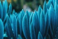 Detail of some bluish leaves of kleinia mandraliscae Royalty Free Stock Photo