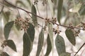 Detail of some branches of a eucalyptus tree with buds of its flowers Royalty Free Stock Photo