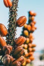 Detail of some brown fruits growing on a stalk