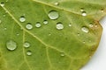 Some drops of water on a leaf