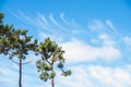 Detail of some pines of a forest near the coast of Galicia