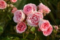 Pink roses on a rosebush in a garden