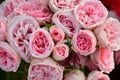 Pink roses on a rosebush in a garden