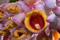 Detail of some white - pink flower.