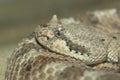 Sonoran desert sidewinder